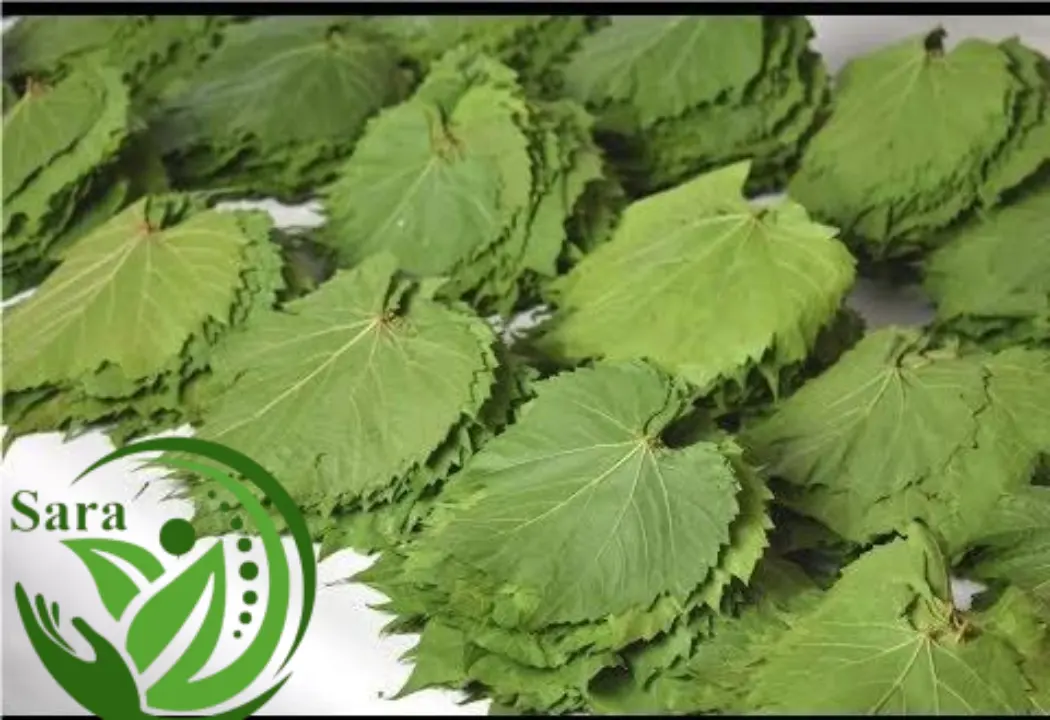 IQF Frozen Grape Leaves Export from Egypt
